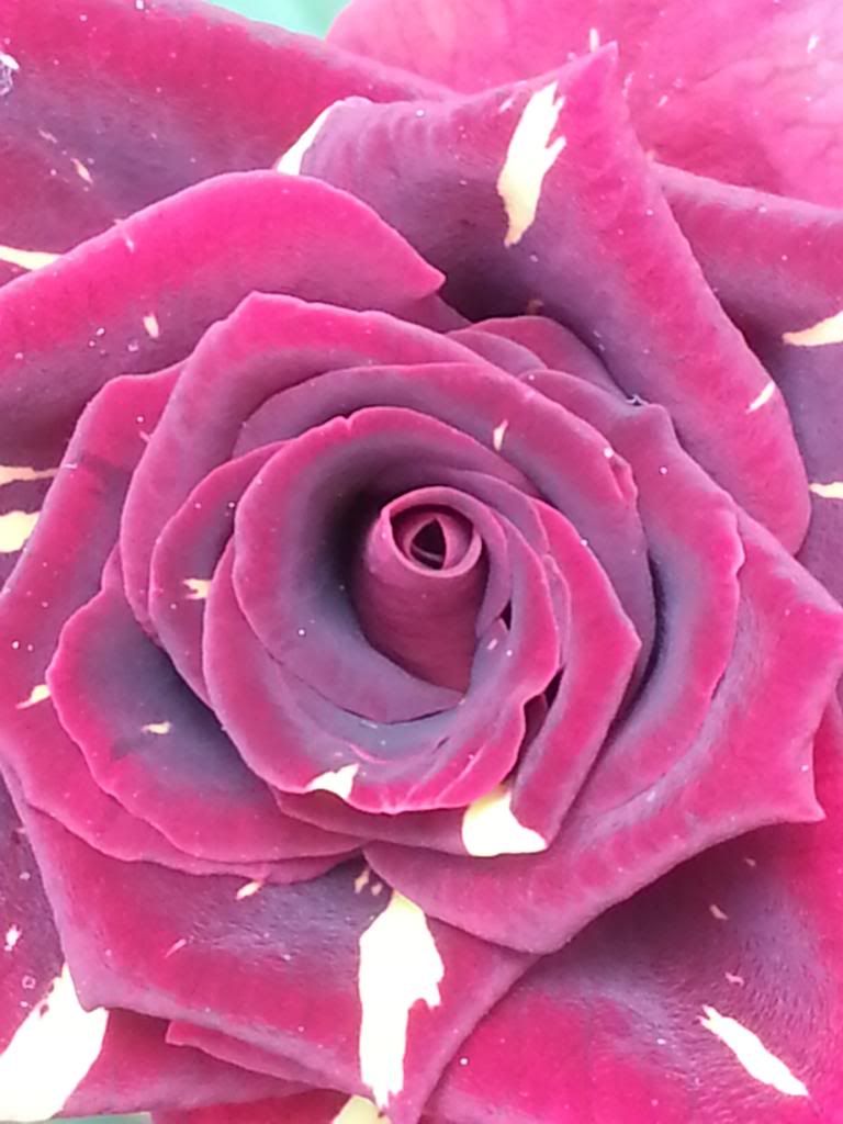 photo 20140601_120301_zps9a8dce96.jpg